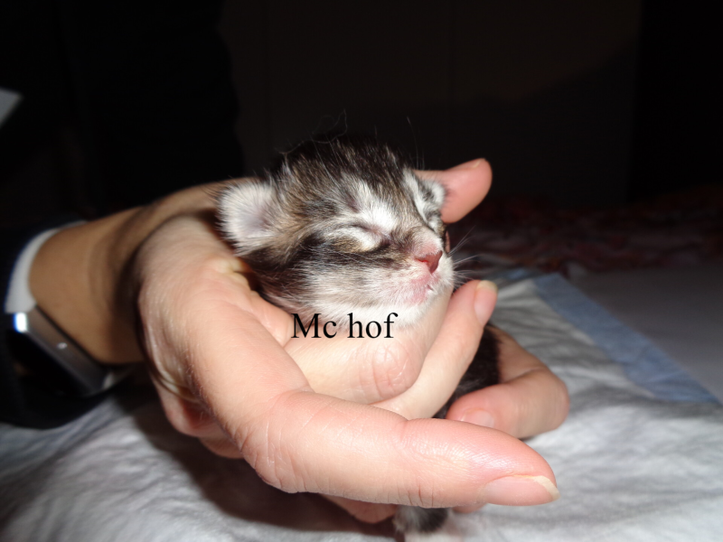 Sjakie stevens mc hof maine coon