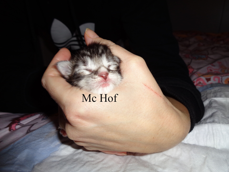 Willie Wonka mc hof maine coon