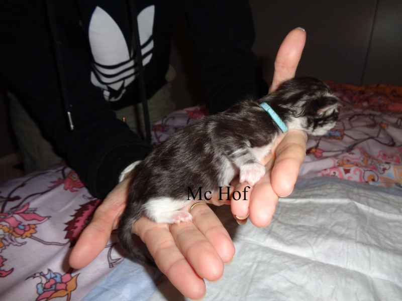 Willie Wonka mc hof maine coon