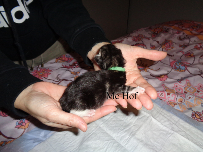 Caspar Slok mc hof maine coon