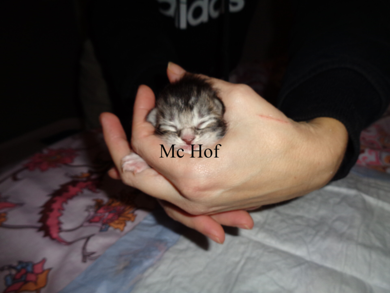 Caspar Slok mc hof maine coon