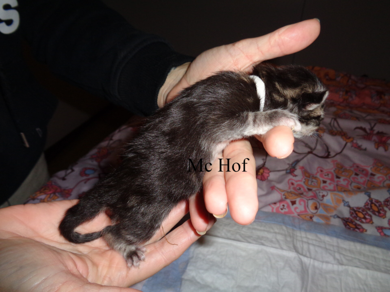 Violet  Beauderest mc hof maine coon