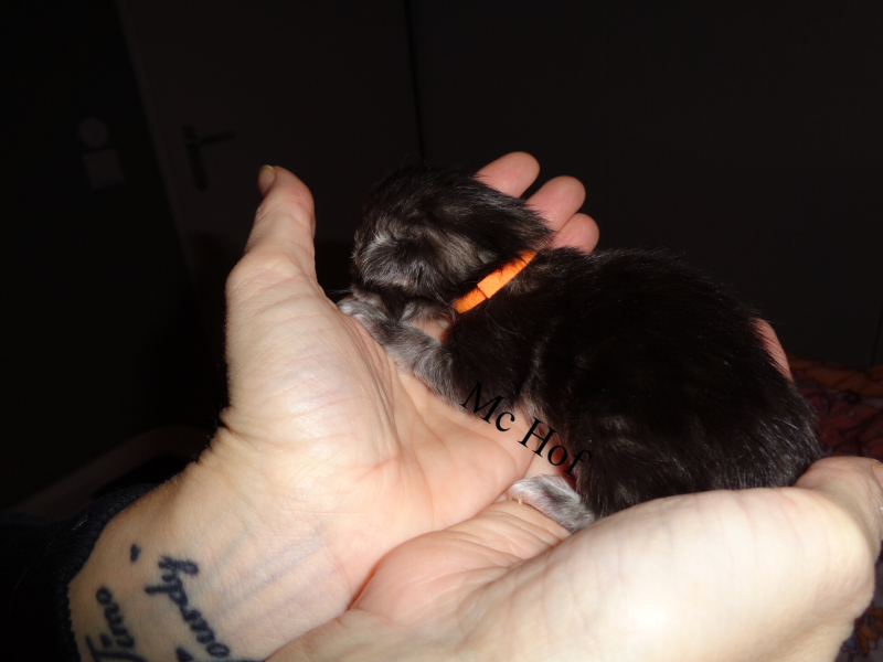 Joris Teevee  mc hof maine coon