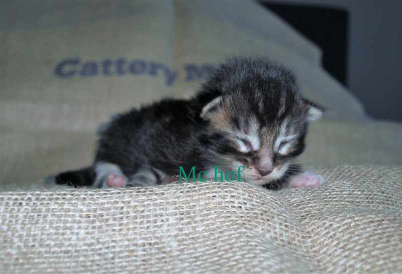 Sjakie stevens mc hof maine coon