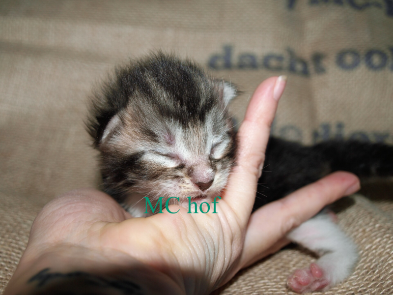 Caspar Slok mc hof maine coon