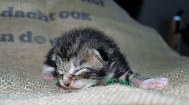 Caspar Slok mc hof maine coon