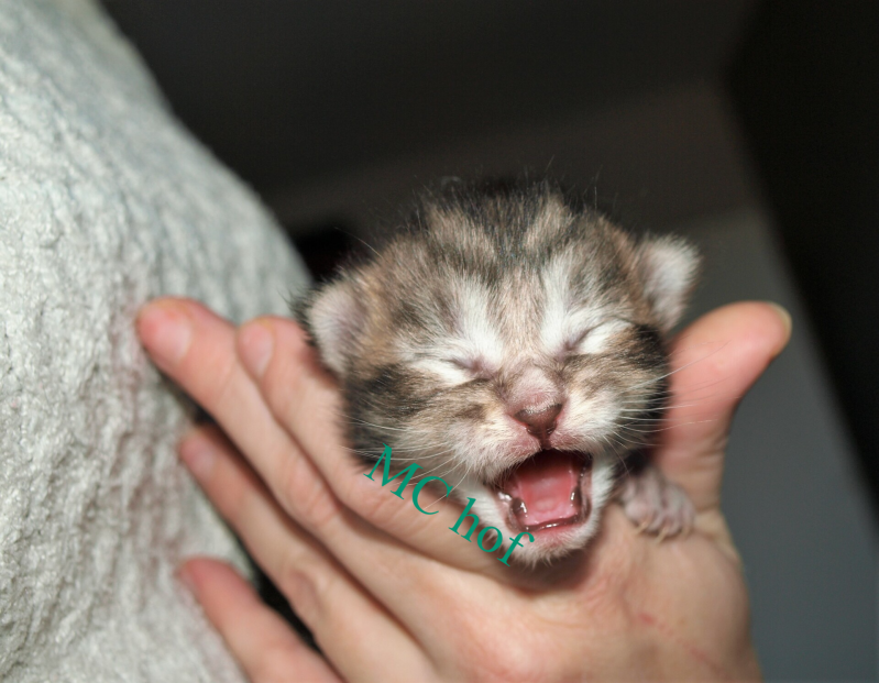 Violet  Beauderest mc hof maine coon