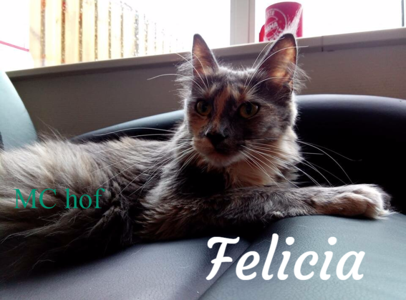 Felicia MC hof
