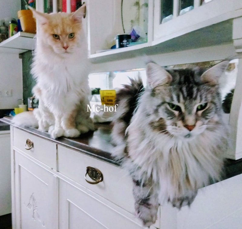 Mc-hof Mufasa Mc hof Maine Coon