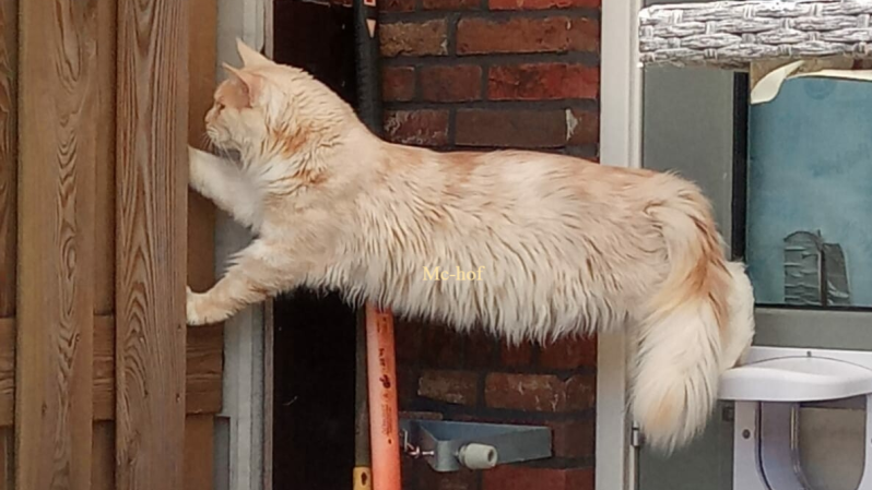 Mc-hof Mufasa Mc hof Maine Coon