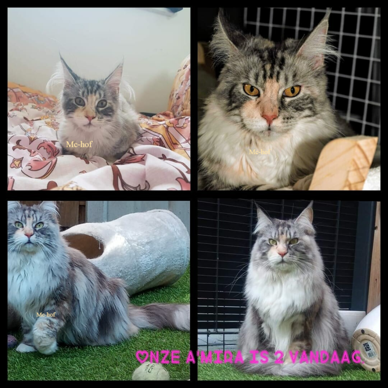 Mc-hof Amira Mc hof Maine Coon