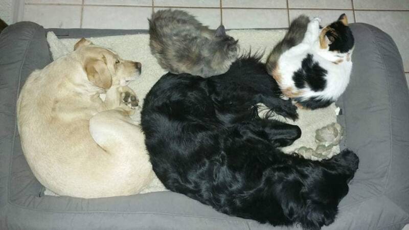 Mc-hof Yara + Toby + Cinderella Mc hof Maine Coon