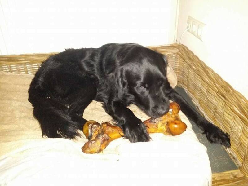 Toby mc hof maine coon