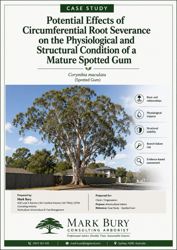 Case Study: Potential Effects of Circumferential Root Severance on the Physiological and Structural Condition of a Mature Spotted Gum