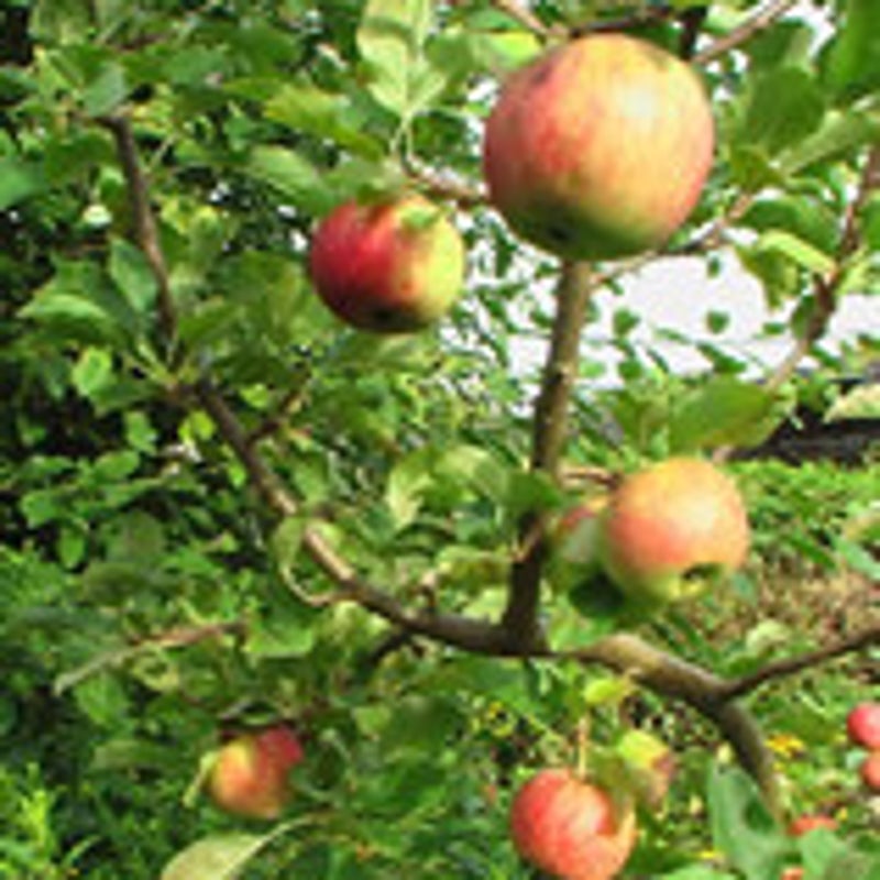 appels5a.jpg