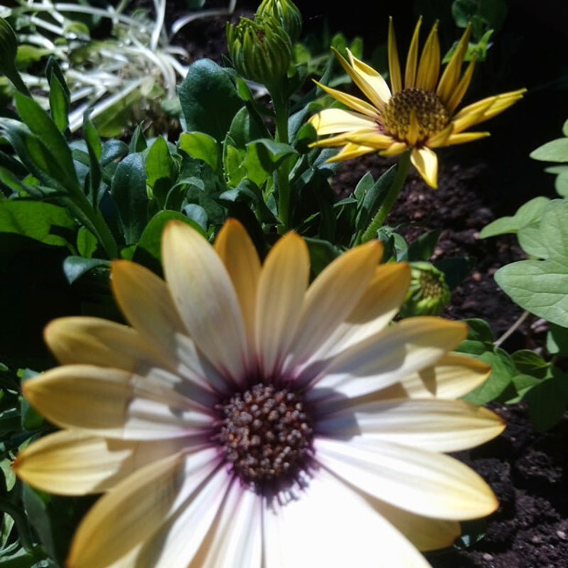 bloemen3.jpg