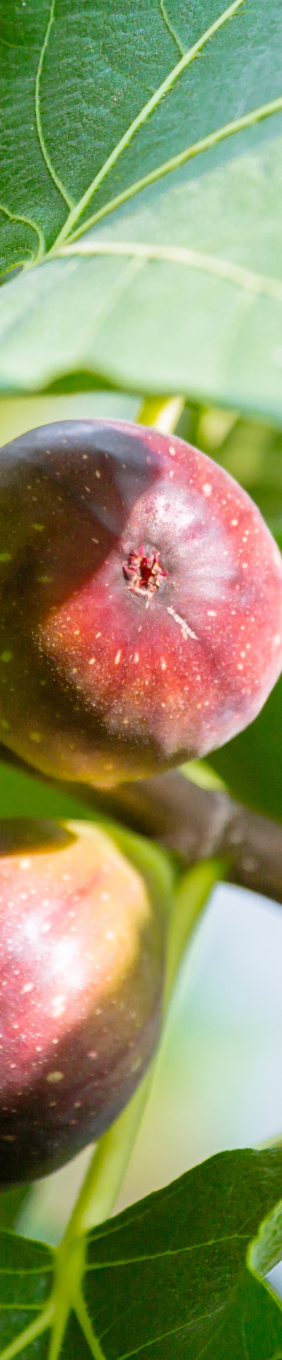 Ficus Carica gemmoderivato per le funzioni digestive, gastroprotettive e per il benessere dello stomaco