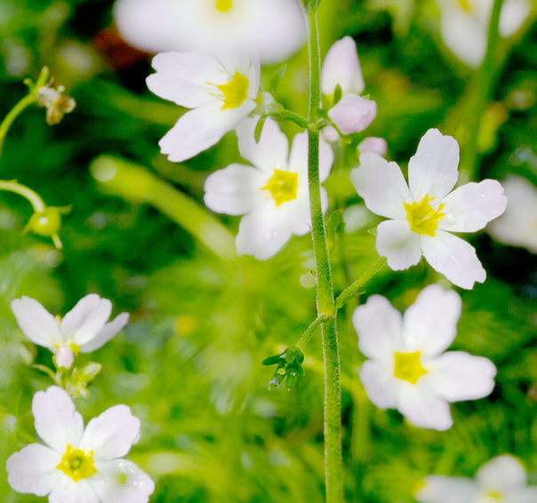 water violet il fiore di bach per l'armonia, l'equilibrio interiore e la serenità duratura contro l'isolamento e la solitudine
