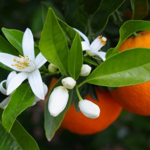 fiori d'arancio, neroli ed idrolato per trattamenti bellezza e benessere