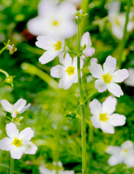 water violet il fiore di bach per l'armonia, l'equilibrio interiore e la serenità duratura contro l'isolamento e la solitudine