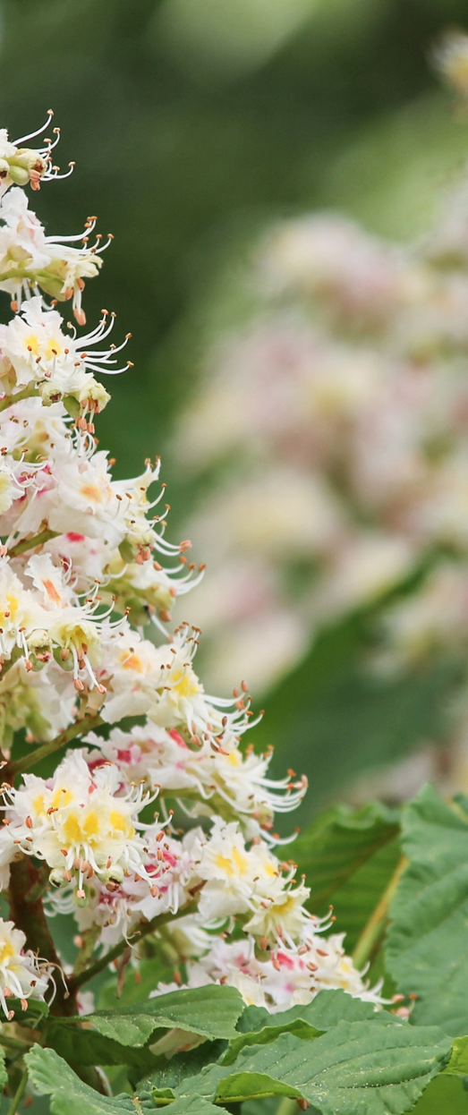 white chestnut il fiore di bach per contrastare i pensieri ricorrenti ed ossesivi, le preoccupazioni incessanti per aiuatre a ritrovare la pace emotiva