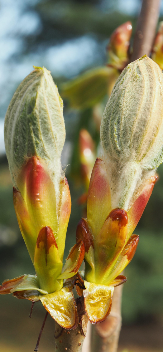 fiori di Bach. Chestnut Bud il rimedio per le persone sbadate e superficiali