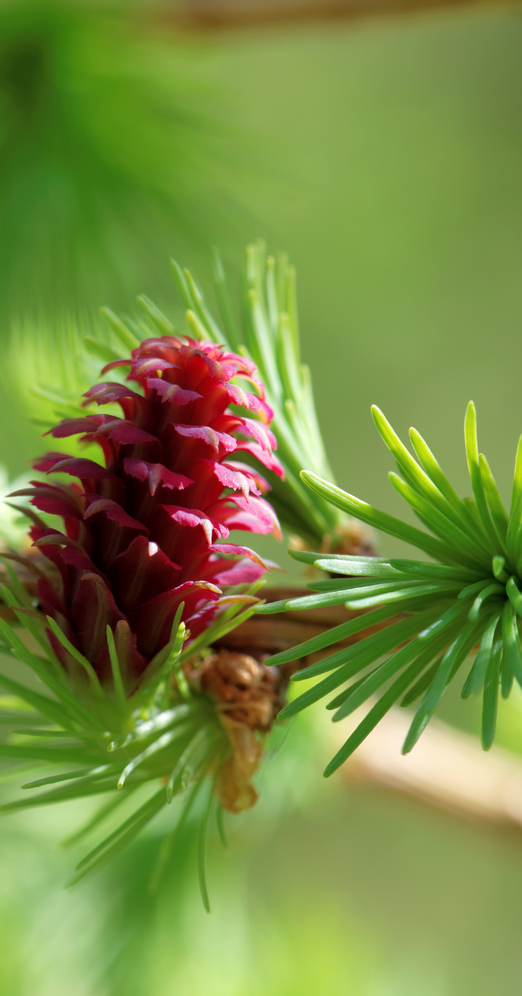Larch il fiore di bach per ritovare la fiducia in se stessi e nelle proprie possibilità