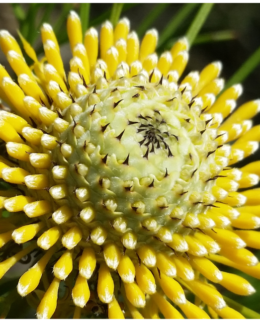 cerato fiore australiano