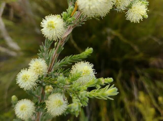 tea tree oil per la bellezza di cute e capelli