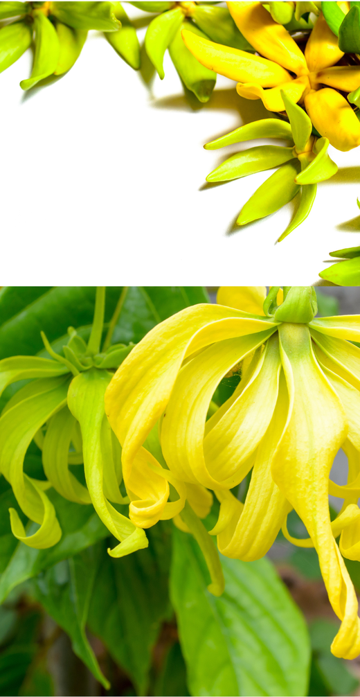 olio essenziale di ylang ylang per la profumazione e la bellezza