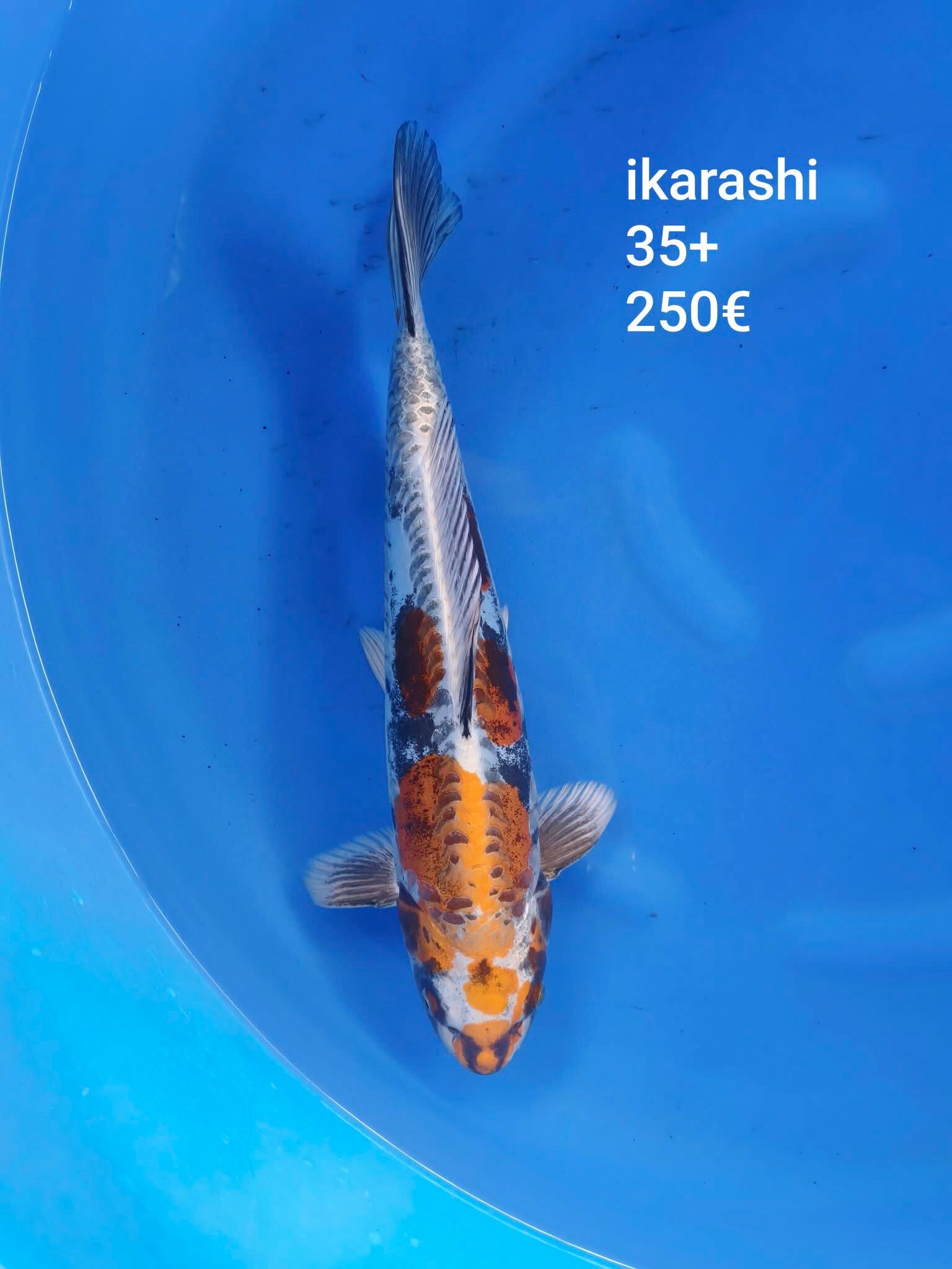 Ikarashi HQ