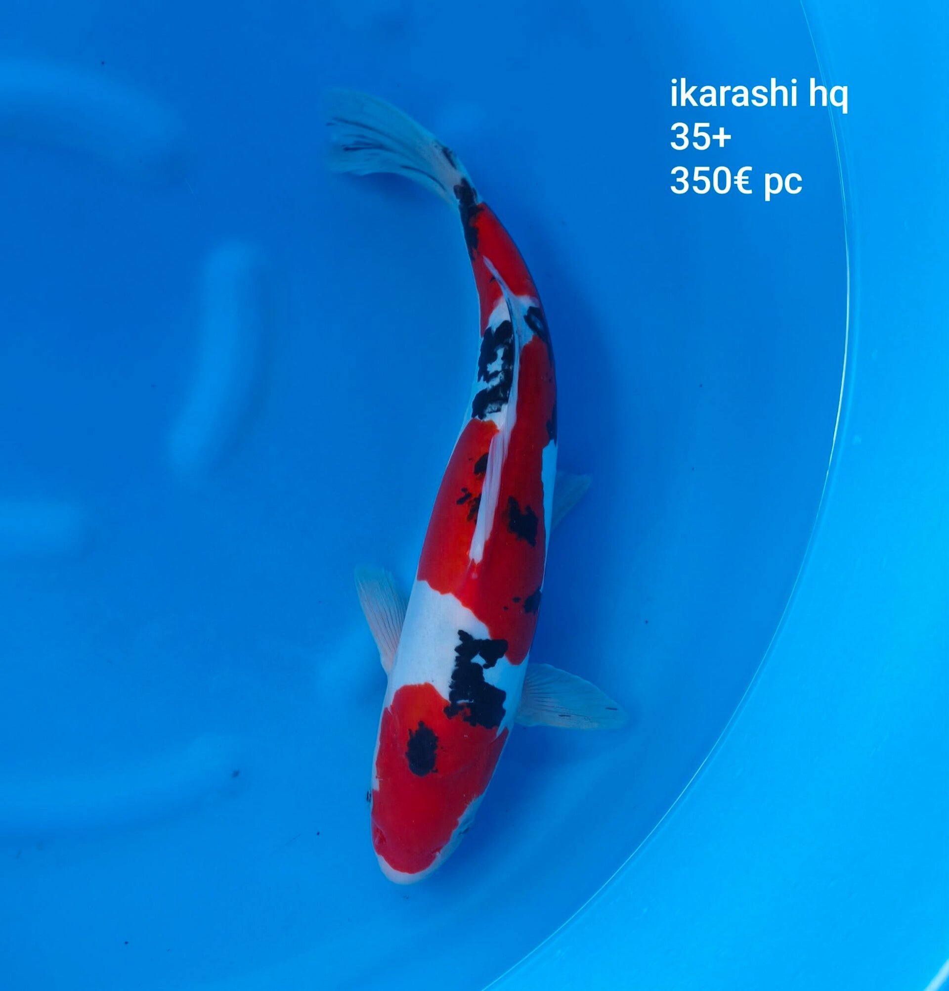 Ikarashi HQ