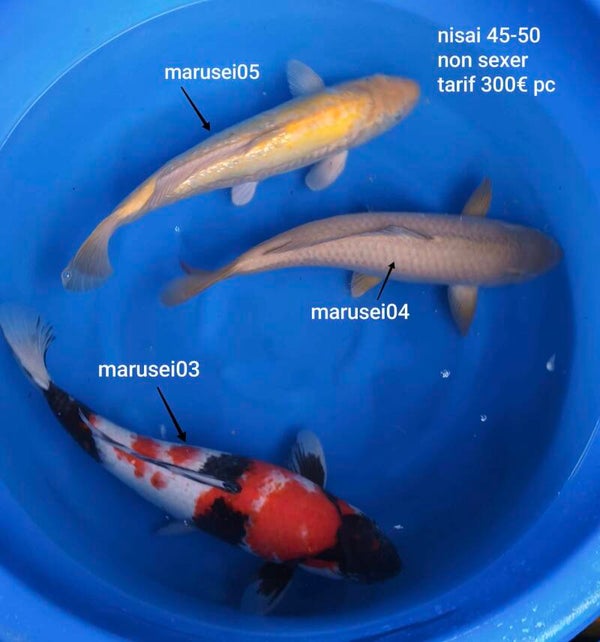 Marusei