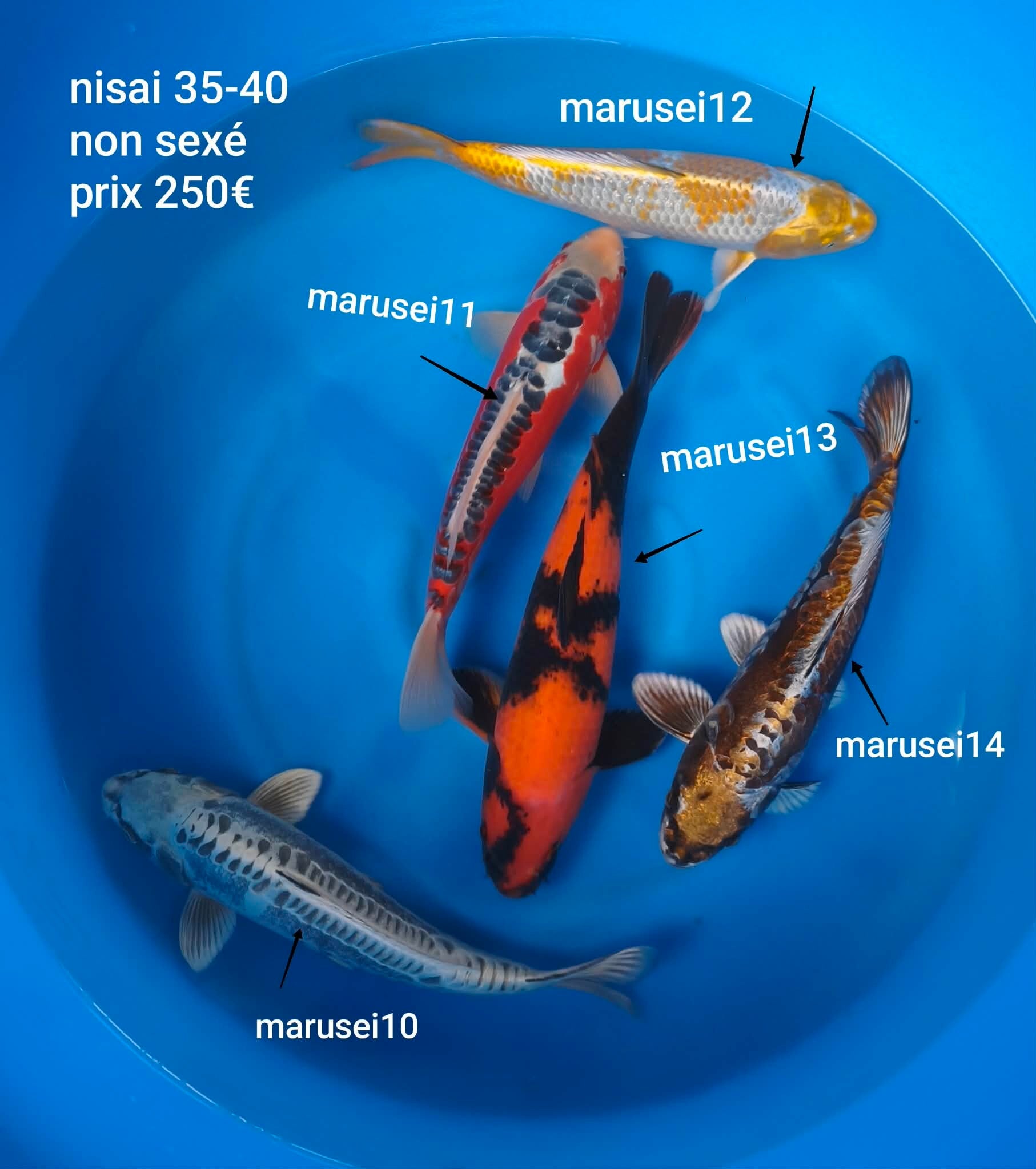 Marusei