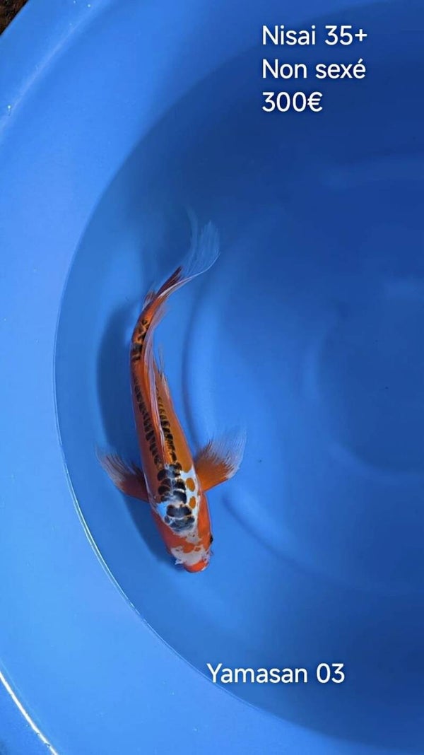 Yamasan