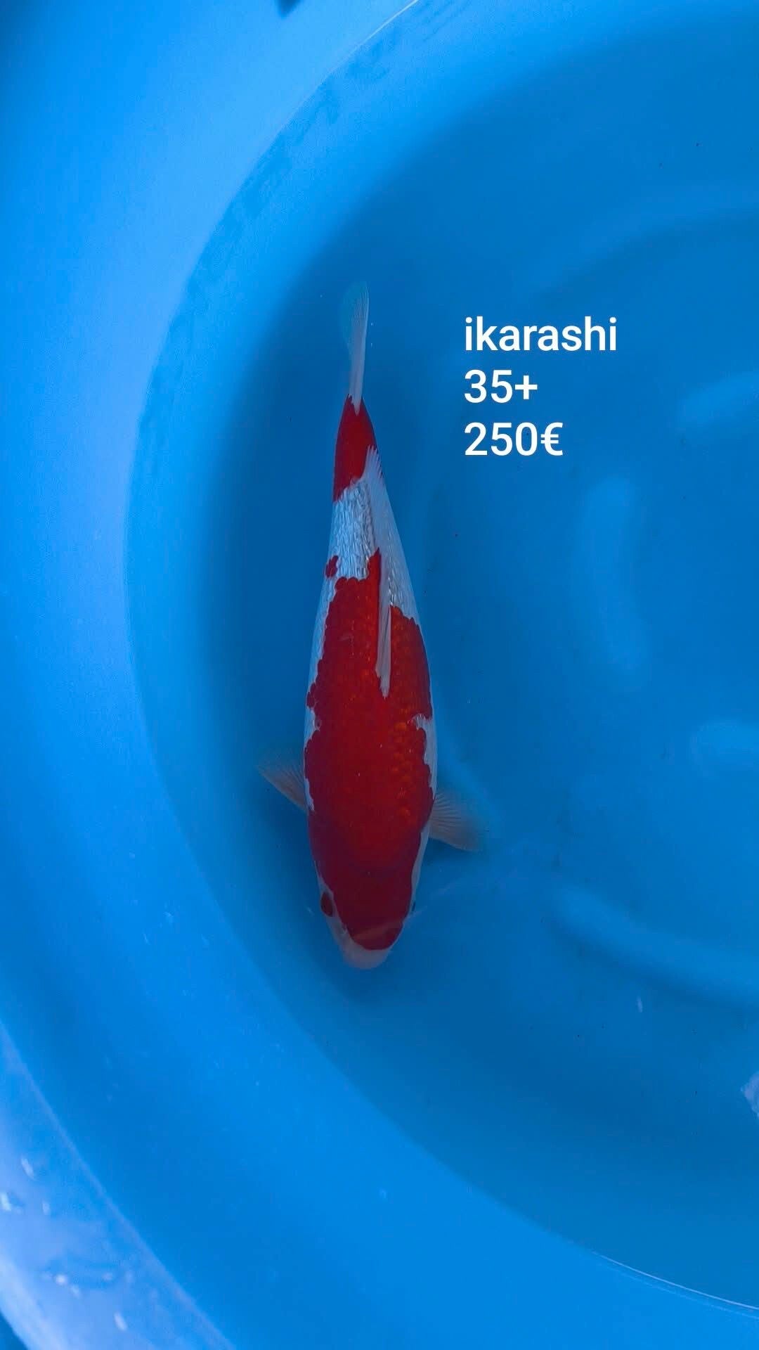 Ikarashi HQ