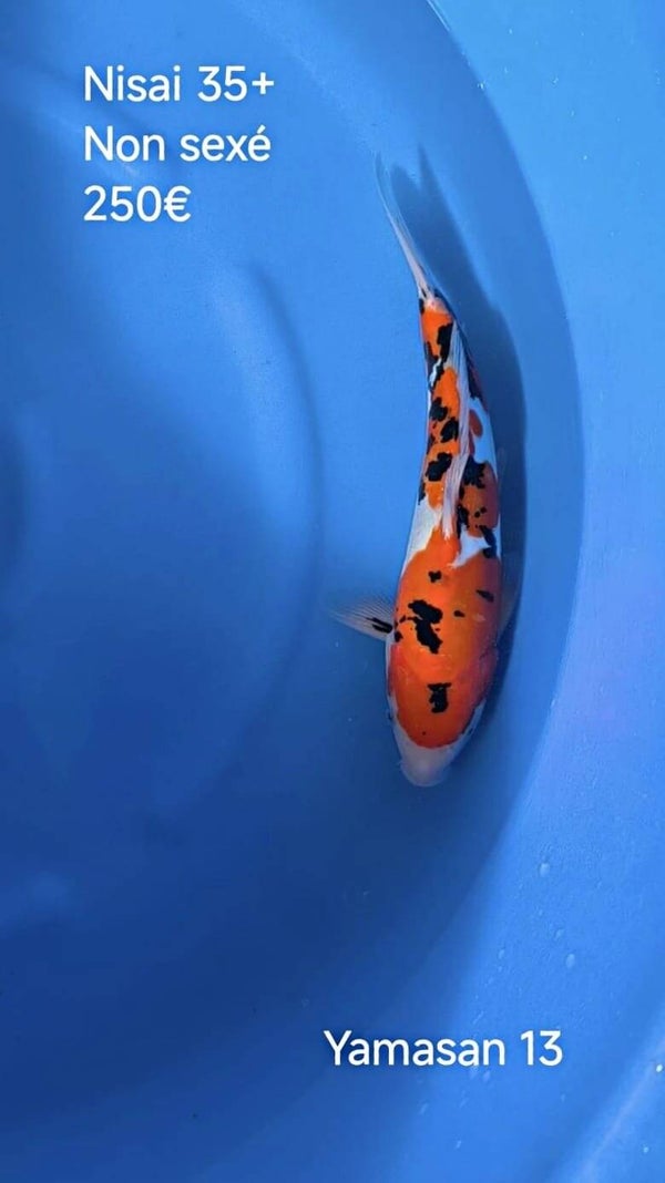 Yamasan
