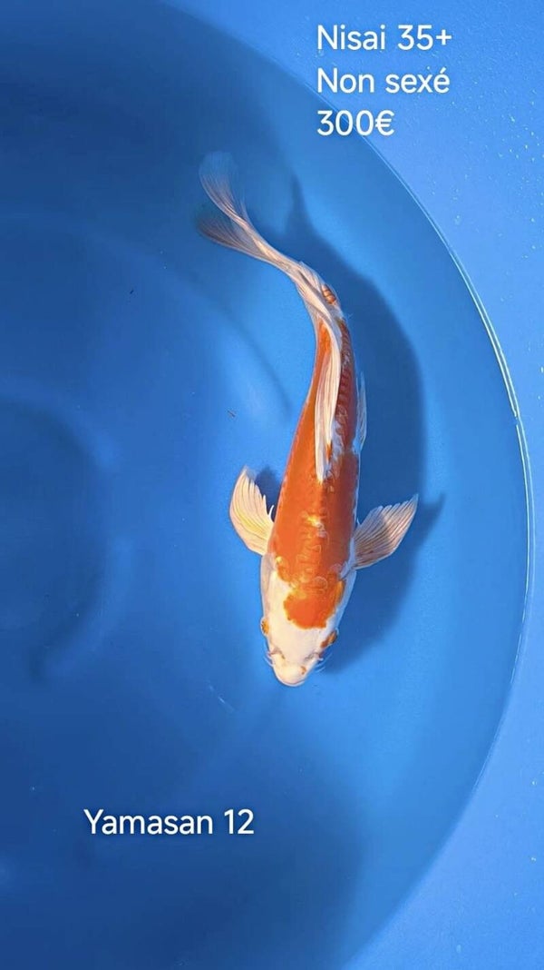 Yamasan