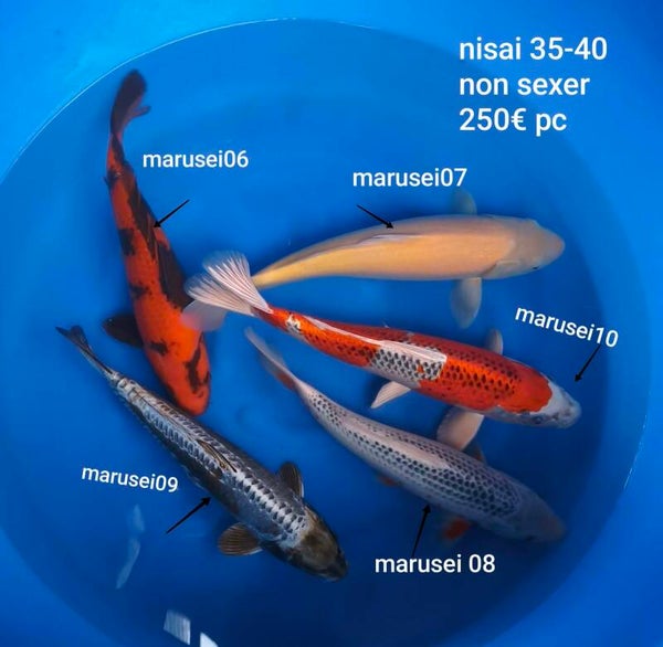 Marusei