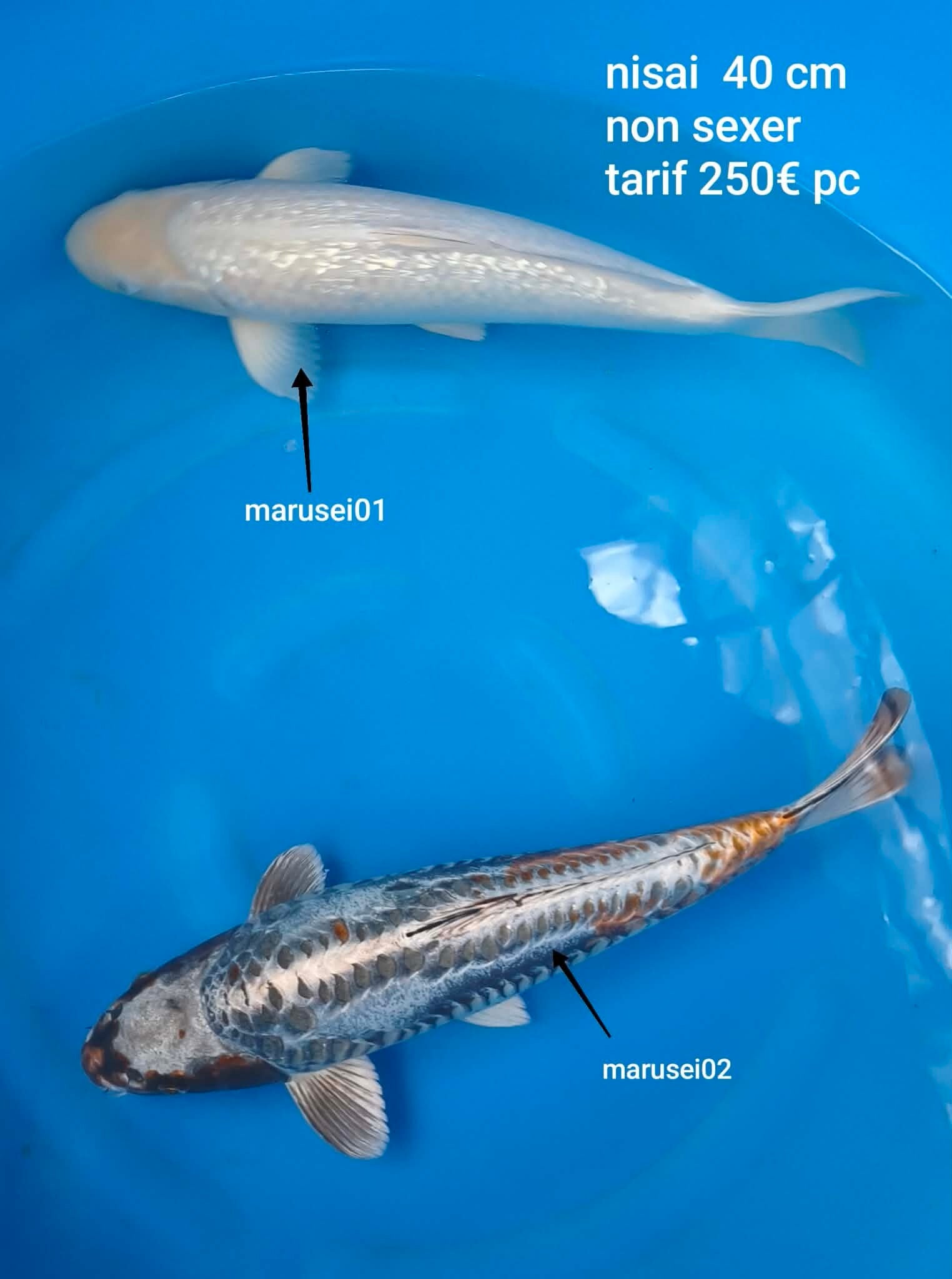 Marusei