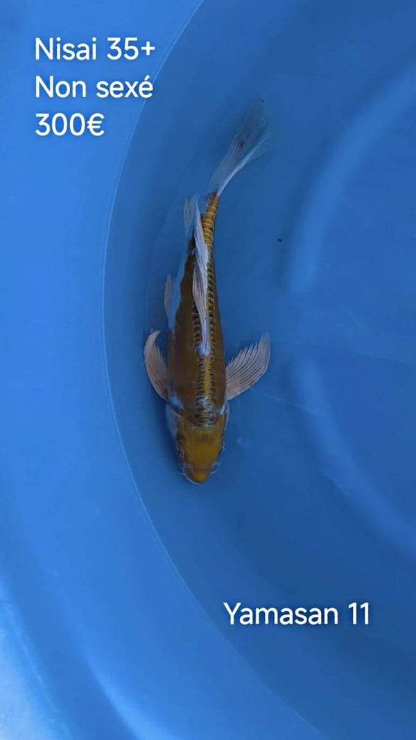 Yamasan