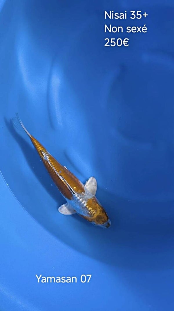 Yamasan
