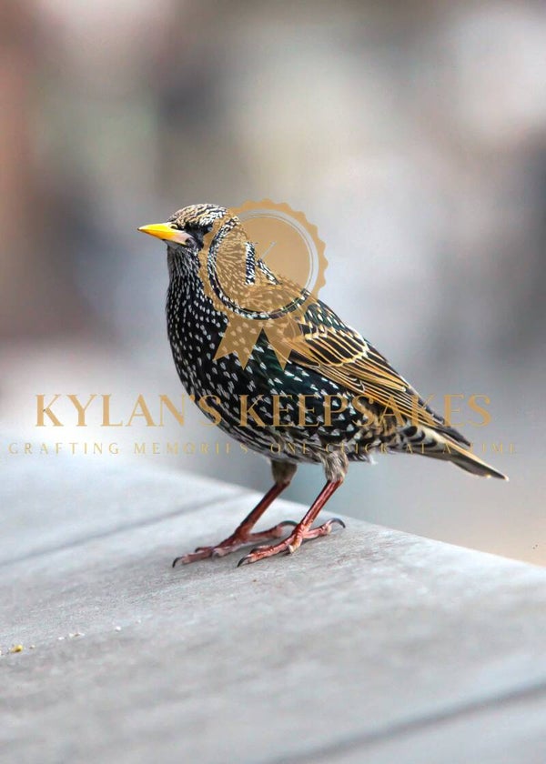 The Bejeweled Songbird: A Common Starling in Winter Plumage