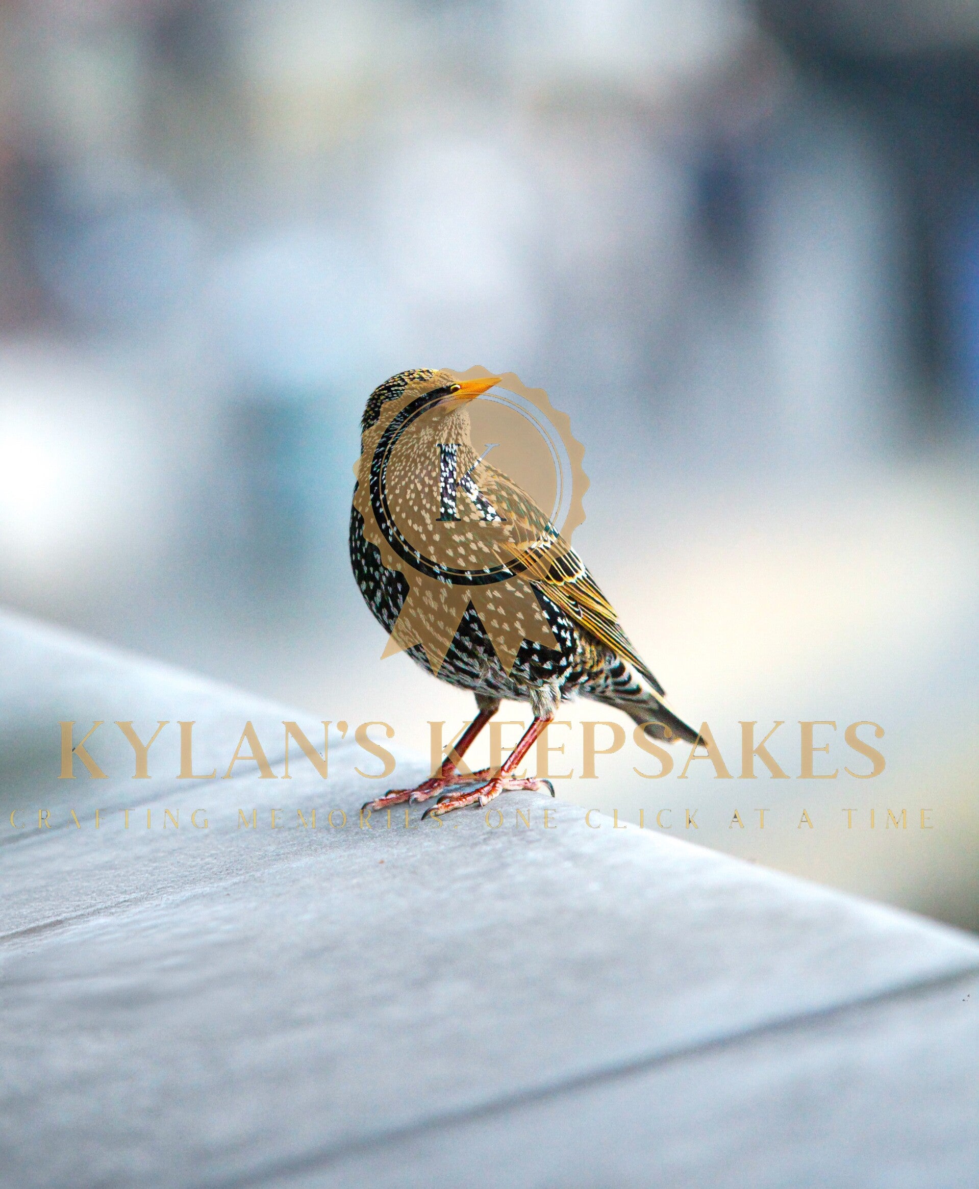 Winter Starling Portrait