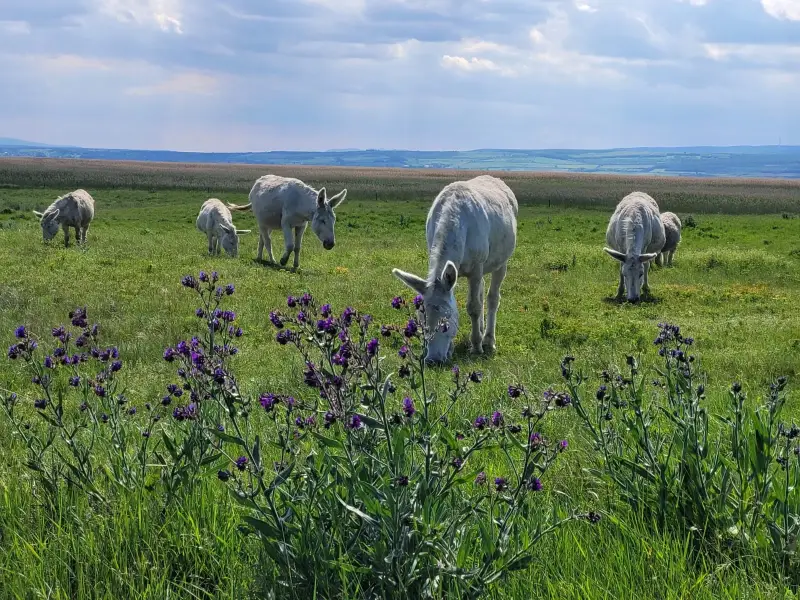 Grauesel auf der Hutweide in Apetlon