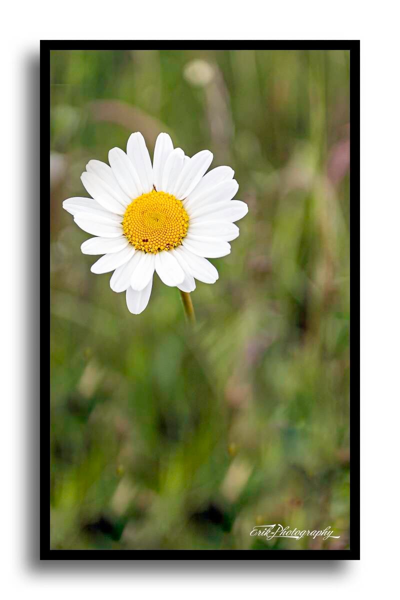 grande-marguerite-01-standard.jpg