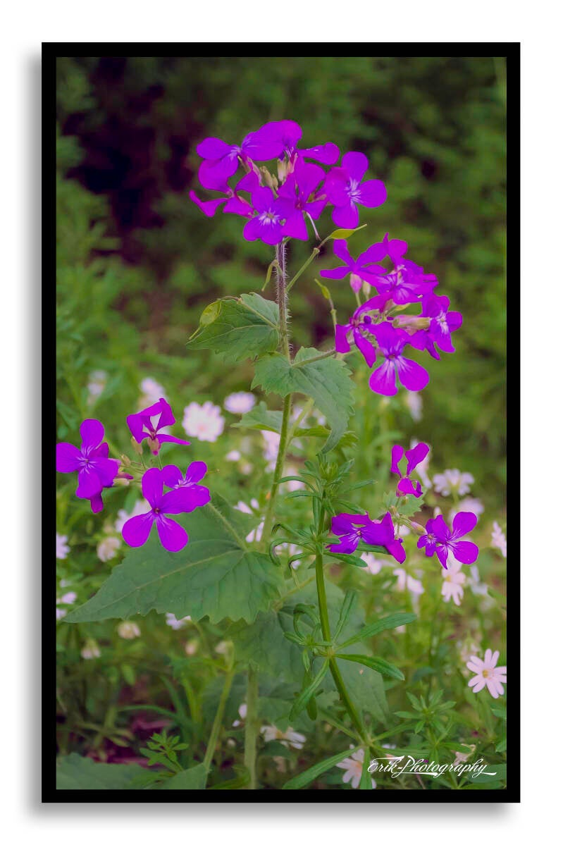 lunaria-annua-standard.jpg