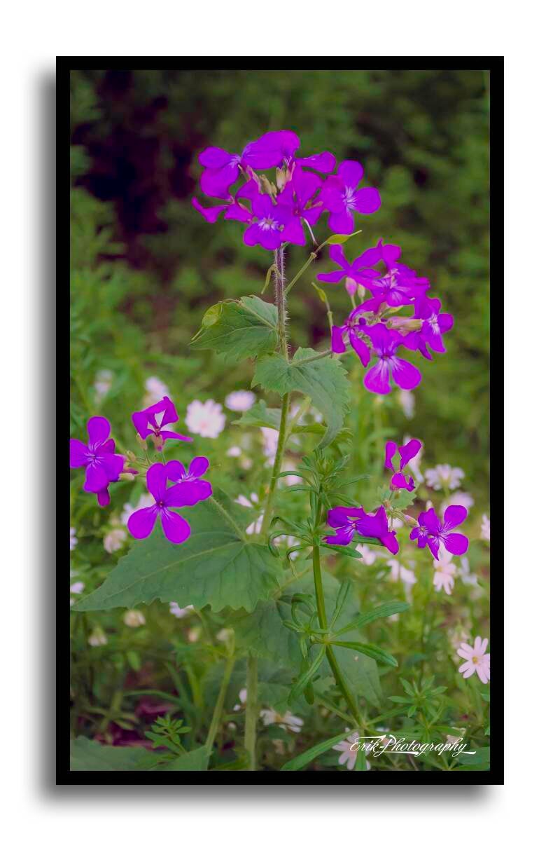 lunaria-annua_-standard.jpg