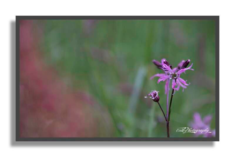 lychnis-fleur-de-coucou-01-standard.jpg