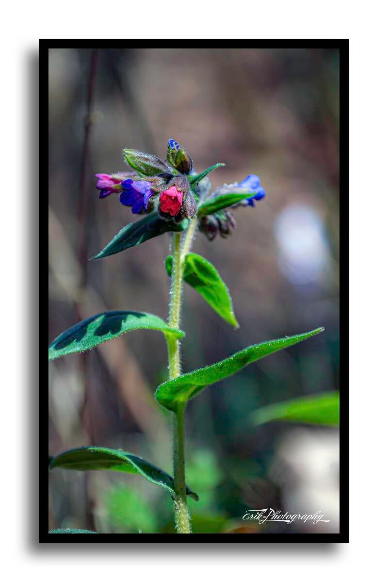 pulmonaria_-standard.jpg